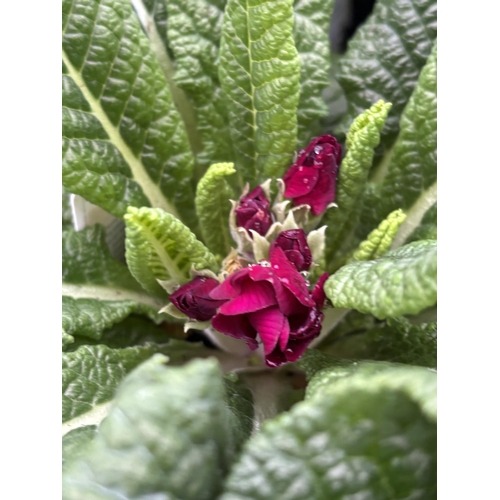 112 - NINE TRAYS OF MIXED COLOUR POLYANTHUS WITH SIX PLANTS PER TRAY TO BE SOLD FOR THE FIFTY FOUR PLANTS