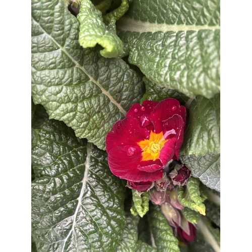 112 - NINE TRAYS OF MIXED COLOUR POLYANTHUS WITH SIX PLANTS PER TRAY TO BE SOLD FOR THE FIFTY FOUR PLANTS