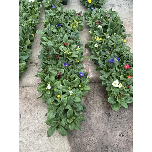 113 - NINE TRAYS OF MIXED COLOUR POLYANTHUS WITH SIX PLANTS PER TRAY TO BE SOLD FOR THE FIFTY FOUR PLANTS