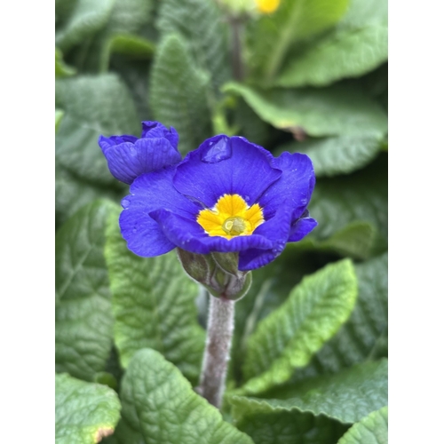 113 - NINE TRAYS OF MIXED COLOUR POLYANTHUS WITH SIX PLANTS PER TRAY TO BE SOLD FOR THE FIFTY FOUR PLANTS