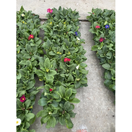 114 - NINE TRAYS OF MIXED COLOUR POLYANTHUS WITH SIX PLANTS PER TRAY TO BE SOLD FOR THE FIFTY FOUR PLANTS