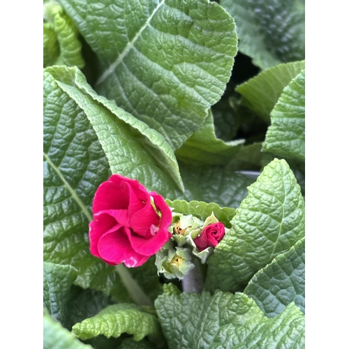 114 - NINE TRAYS OF MIXED COLOUR POLYANTHUS WITH SIX PLANTS PER TRAY TO BE SOLD FOR THE FIFTY FOUR PLANTS