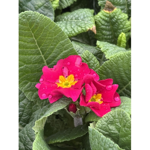 114 - NINE TRAYS OF MIXED COLOUR POLYANTHUS WITH SIX PLANTS PER TRAY TO BE SOLD FOR THE FIFTY FOUR PLANTS