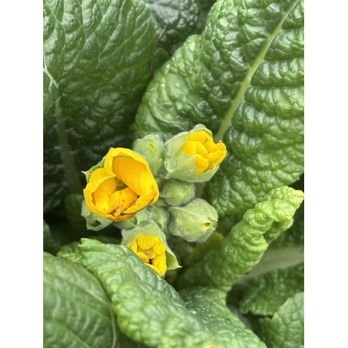 114 - NINE TRAYS OF MIXED COLOUR POLYANTHUS WITH SIX PLANTS PER TRAY TO BE SOLD FOR THE FIFTY FOUR PLANTS