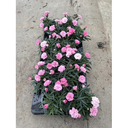 161 - TWELVE POTS OF PINK DIANTHUS IN A DECORATIVE POT TO BE SOLD FOR THE TWELVE