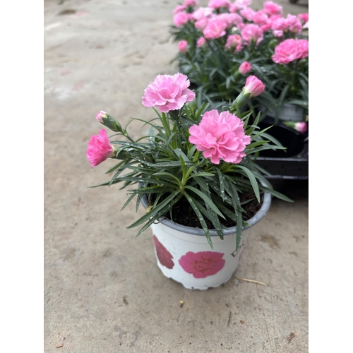 161 - TWELVE POTS OF PINK DIANTHUS IN A DECORATIVE POT TO BE SOLD FOR THE TWELVE