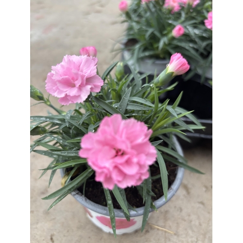 161 - TWELVE POTS OF PINK DIANTHUS IN A DECORATIVE POT TO BE SOLD FOR THE TWELVE