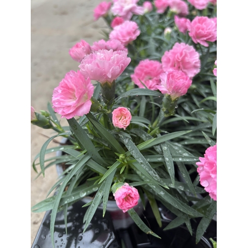 161 - TWELVE POTS OF PINK DIANTHUS IN A DECORATIVE POT TO BE SOLD FOR THE TWELVE