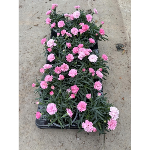 162 - TWELVE POTS OF PINK DIANTHUS WITH DECORATIVE POTS TO BE SOLD FOR THE TWELVE