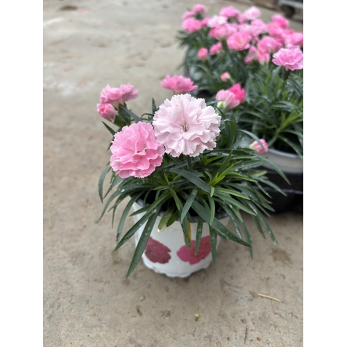 162 - TWELVE POTS OF PINK DIANTHUS WITH DECORATIVE POTS TO BE SOLD FOR THE TWELVE