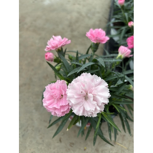 162 - TWELVE POTS OF PINK DIANTHUS WITH DECORATIVE POTS TO BE SOLD FOR THE TWELVE