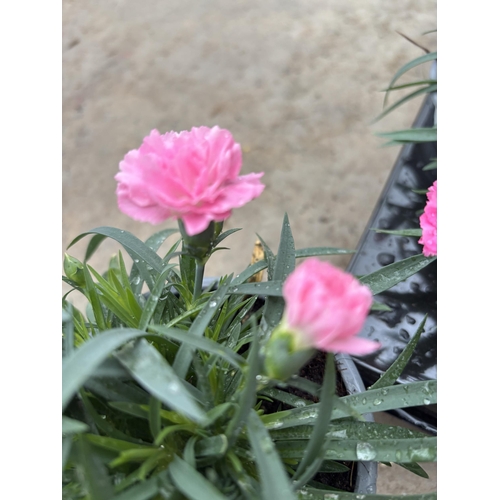 162 - TWELVE POTS OF PINK DIANTHUS WITH DECORATIVE POTS TO BE SOLD FOR THE TWELVE