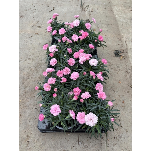 163 - TWELVE POTS OF PINK DIANTHUS TO BE SOLD FOR THE TWELVE