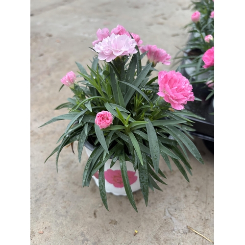 163 - TWELVE POTS OF PINK DIANTHUS TO BE SOLD FOR THE TWELVE