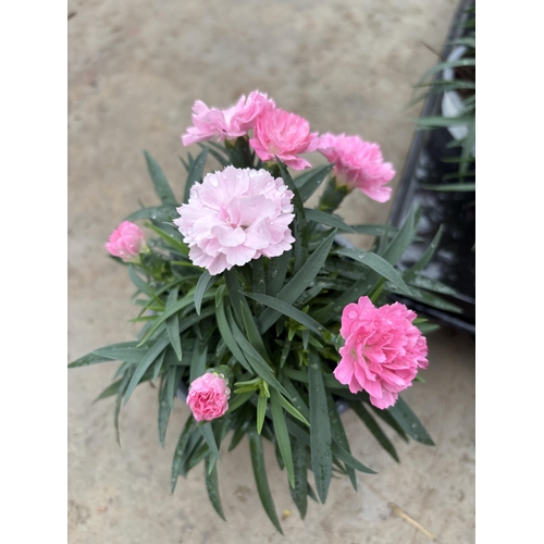 163 - TWELVE POTS OF PINK DIANTHUS TO BE SOLD FOR THE TWELVE