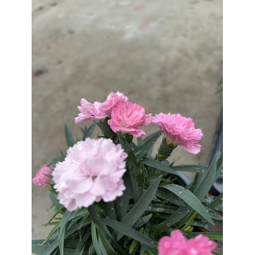 163 - TWELVE POTS OF PINK DIANTHUS TO BE SOLD FOR THE TWELVE