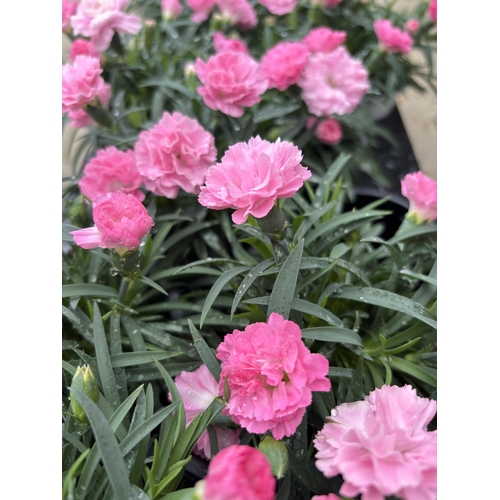 163 - TWELVE POTS OF PINK DIANTHUS TO BE SOLD FOR THE TWELVE