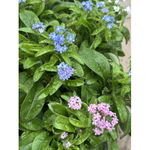 164 - TWELVE POTS OF MYOSOTIS WITH FOUR OF EACH COLOUR BLUE, PINK AND WHITE TO BE SOLD FOR THE TWELVE