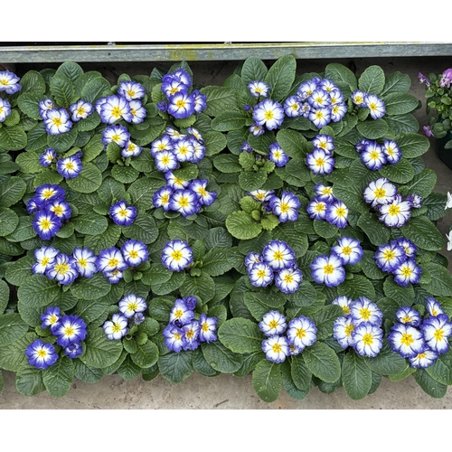 167 - THIRTY POTS OF PRIMROSES WITH PURPLE AND WHITE FLOWERS WITH YELLOW CENTRE TO BE SOLD FOR THE THIRTY