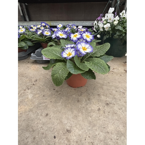 167 - THIRTY POTS OF PRIMROSES WITH PURPLE AND WHITE FLOWERS WITH YELLOW CENTRE TO BE SOLD FOR THE THIRTY