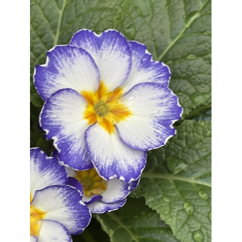 167 - THIRTY POTS OF PRIMROSES WITH PURPLE AND WHITE FLOWERS WITH YELLOW CENTRE TO BE SOLD FOR THE THIRTY