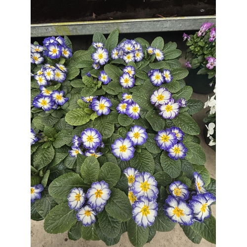 167 - THIRTY POTS OF PRIMROSES WITH PURPLE AND WHITE FLOWERS WITH YELLOW CENTRE TO BE SOLD FOR THE THIRTY