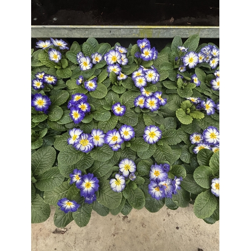 167 - THIRTY POTS OF PRIMROSES WITH PURPLE AND WHITE FLOWERS WITH YELLOW CENTRE TO BE SOLD FOR THE THIRTY