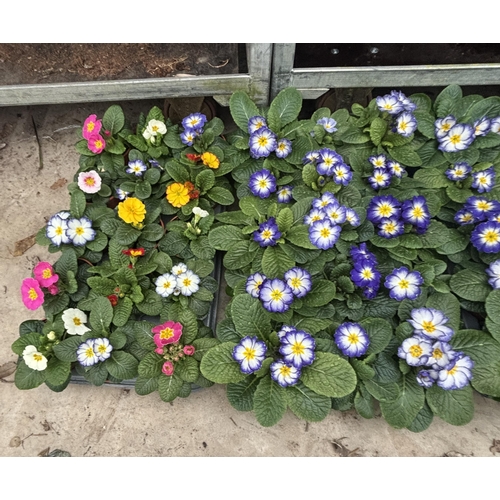 168 - THIRTY POTS OF PRIMROSES FIFTEEN WITH PURPLE AND WHITE FLOWERS WITH YELLOW CENTRE AND FIFTEEN WITH M... 