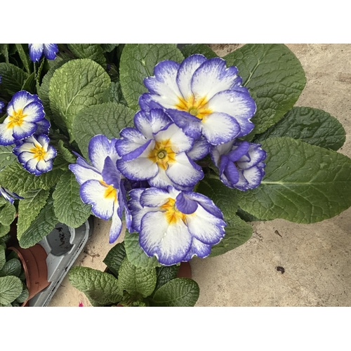 168 - THIRTY POTS OF PRIMROSES FIFTEEN WITH PURPLE AND WHITE FLOWERS WITH YELLOW CENTRE AND FIFTEEN WITH M... 