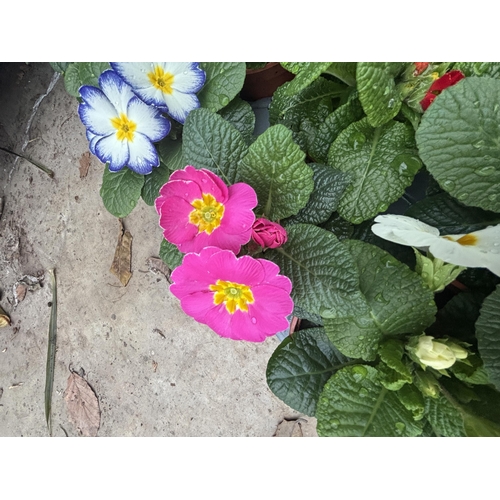 168 - THIRTY POTS OF PRIMROSES FIFTEEN WITH PURPLE AND WHITE FLOWERS WITH YELLOW CENTRE AND FIFTEEN WITH M... 