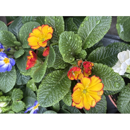 168 - THIRTY POTS OF PRIMROSES FIFTEEN WITH PURPLE AND WHITE FLOWERS WITH YELLOW CENTRE AND FIFTEEN WITH M... 