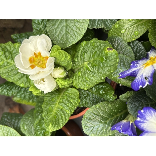 168 - THIRTY POTS OF PRIMROSES FIFTEEN WITH PURPLE AND WHITE FLOWERS WITH YELLOW CENTRE AND FIFTEEN WITH M... 