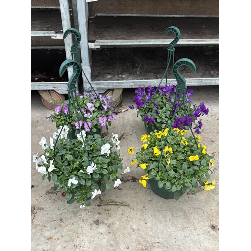 169 - FOUR VIOLA HANGING BASKETS IN SINGLE COLOURS - WHITE, YELLOW, PALE PURPLE AND DEEP PURPLE TO BE SOLD... 