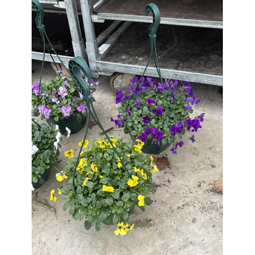 169 - FOUR VIOLA HANGING BASKETS IN SINGLE COLOURS - WHITE, YELLOW, PALE PURPLE AND DEEP PURPLE TO BE SOLD... 