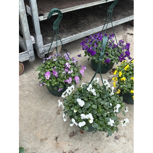 169 - FOUR VIOLA HANGING BASKETS IN SINGLE COLOURS - WHITE, YELLOW, PALE PURPLE AND DEEP PURPLE TO BE SOLD... 