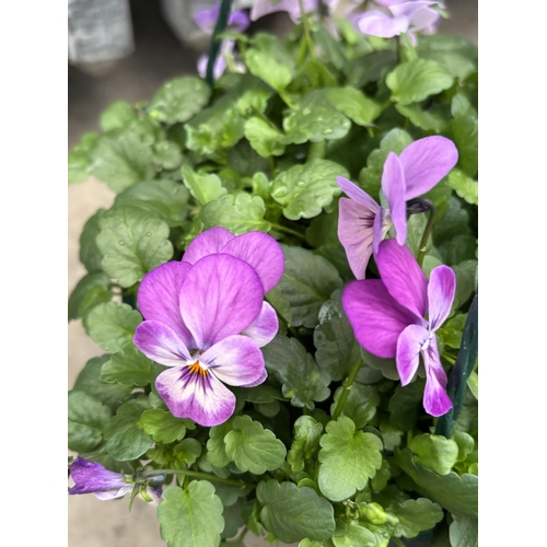 169 - FOUR VIOLA HANGING BASKETS IN SINGLE COLOURS - WHITE, YELLOW, PALE PURPLE AND DEEP PURPLE TO BE SOLD... 