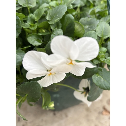 169 - FOUR VIOLA HANGING BASKETS IN SINGLE COLOURS - WHITE, YELLOW, PALE PURPLE AND DEEP PURPLE TO BE SOLD... 