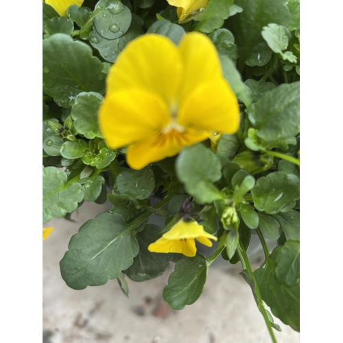 169 - FOUR VIOLA HANGING BASKETS IN SINGLE COLOURS - WHITE, YELLOW, PALE PURPLE AND DEEP PURPLE TO BE SOLD... 