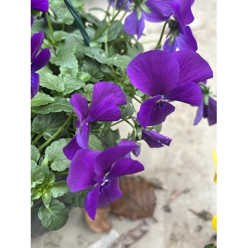 169 - FOUR VIOLA HANGING BASKETS IN SINGLE COLOURS - WHITE, YELLOW, PALE PURPLE AND DEEP PURPLE TO BE SOLD... 