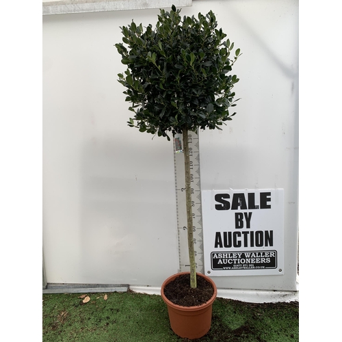 4 - A VERY LARGE STANDARD HOLLY ILEX AQUIFOLIUM TREE 'JC VAN TOL' EVERGREEN - SELF FERTILE WITH LUSTROUS... 