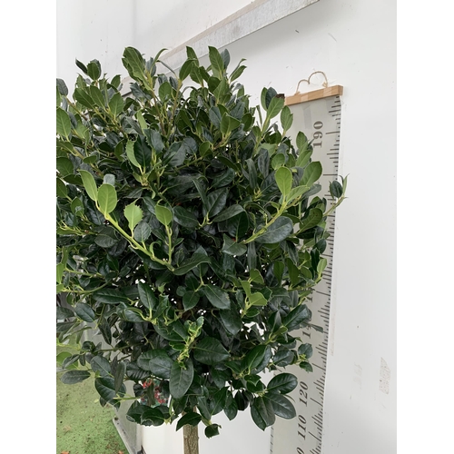 4 - A VERY LARGE STANDARD HOLLY ILEX AQUIFOLIUM TREE 'JC VAN TOL' EVERGREEN - SELF FERTILE WITH LUSTROUS... 