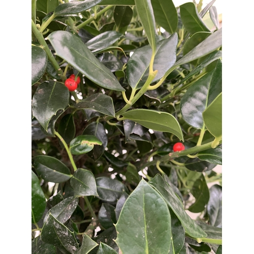 4 - A VERY LARGE STANDARD HOLLY ILEX AQUIFOLIUM TREE 'JC VAN TOL' EVERGREEN - SELF FERTILE WITH LUSTROUS... 