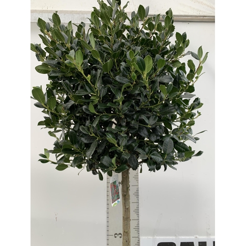 4 - A VERY LARGE STANDARD HOLLY ILEX AQUIFOLIUM TREE 'JC VAN TOL' EVERGREEN - SELF FERTILE WITH LUSTROUS... 