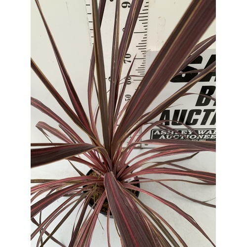 15 - ONE LARGE ELECTRIC PINK CORDYLINE IN A 7 LTR POT. APPROX 130CM TALL