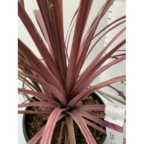 15 - ONE LARGE ELECTRIC PINK CORDYLINE IN A 7 LTR POT. APPROX 130CM TALL