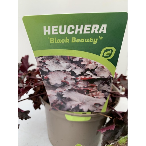 16 - THREE VARIOUS HEUCHERA TO INCLUDE ART NOUVEAU, BLACK BEAUTY AND CRANBERRY. IN TWO LITRE POTS 30-40CM... 