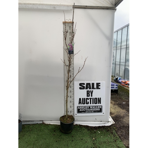 23 - ONE CERCIS CHINENSIS - CHINESE REDBUD 'AVONDALE'. A LARGE DECIDUOUS TREE IN BUD WITH EARLY HEART SHA... 