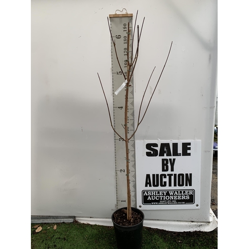 24 - ONE ACER PLATANOIDES 'CRIMSON KING' PURPLE MAPLE TREE APPROX 200CM IN HEIGHT IN A 12 LITRE POT. LIME... 