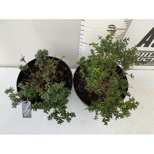 90 - TWO PERNETTYA GAULTHERIA MURONATA 'MULBERRY WINE' IN 7 LTR POTS. WITH LARGE DARK PINK ROUND BERRIES,... 