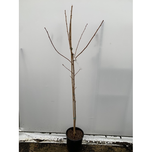 25 - ONE PRUNUS KANZAN JAPANESE FLOWERING CHERRY . HAS PURPLE/PINK FLOWERS IN APRIL. OVER 2 METRES IN HEI... 